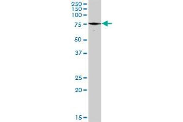 Paxillin antibody  (AA 1-262)