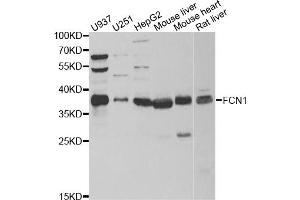 Western blot analysis of extracts of various cell lines, using FCN1 antibody (ABIN5973958) at 1/1000 dilution. (FCN1 antibody)