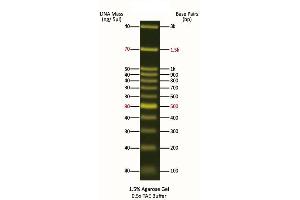Agarose Gel Electrophoresis (AGE) image for FluoroBand™ 100 bp+3K Fluorescent DNA Ladder (ABIN5662617) (FluoroBand™ 100 bp+3K Fluorescent DNA Ladder)