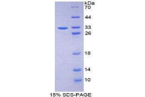 SDS-PAGE (SDS) image for Fibrillin 3 (FBN3) (AA 403-667) protein (His tag) (ABIN2124788) (Fibrillin 3 Protein (FBN3) (AA 403-667) (His tag))