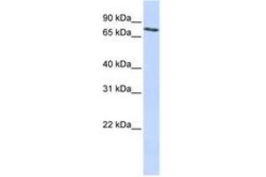 Image no. 1 for anti-Solute Carrier Organic Anion Transporter Family, Member 2B1 (SLCO2B1) (AA 36-85) antibody (ABIN6740848) (SLCO2B1 antibody  (AA 36-85))