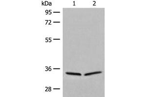 Western blot analysis of 231 and Raji cell lysates using DIMT1 Polyclonal Antibody at dilution of 1:450 (DIMT1 antibody)