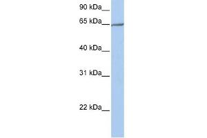 WB Suggested Anti-PCDHA4 Antibody Titration:  0. (PCDHA4 antibody  (N-Term))