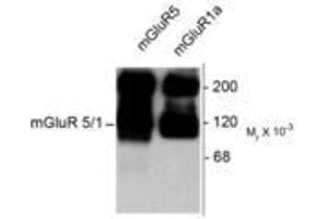 Image no. 1 for anti-Glutamate Receptor, Metabotropic 5/1a (GRM5/1a) (C-Term) antibody (ABIN227203) (GRM1a / GRM5 antibody  (C-Term))