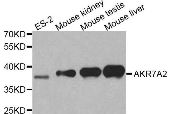 AKR7A2 抗体  (AA 100-359)