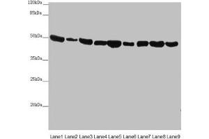 Western blot All lanes: EEF1G antibody at 0. (EEF1G antibody  (AA 168-437))