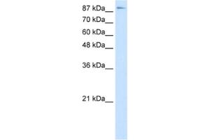 Western Blotting (WB) image for anti-Transcription Elongation Factor B (SIII), Polypeptide 3 (110kDa, Elongin A) (TCEB3) antibody (ABIN2463799) (TCEB3 antibody)