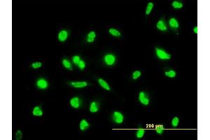 Immunofluorescence (IF) image for anti-Mitogen-Activated Protein Kinase Kinase 6 (MAP2K6) (AA 231-334) antibody (ABIN519265)