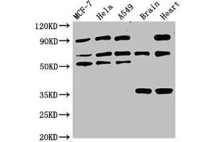 TRIM4 antibody  (AA 1-118)