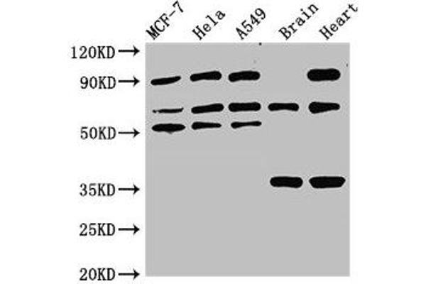 TRIM4 antibody  (AA 1-118)