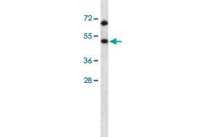 Western blot analysis of HSFX1 polyclonal antibody  in Hela cell line lysates (35ug/lane). (HSFX1 antibody  (AA 201-230))