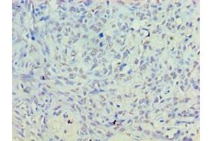 PLD5 antibody  (AA 92-536)
