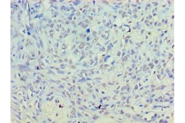 PLD5 antibody  (AA 92-536)