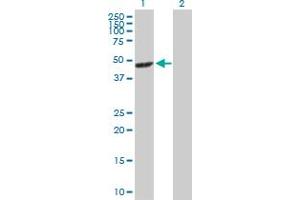 Western Blot analysis of MAPK12 expression in transfected 293T cell line by MAPK12 MaxPab polyclonal antibody. (MAPK12 antibody  (AA 1-367))