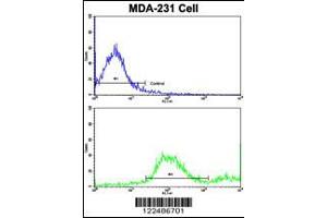 Flow cytometric analysis of MDA-231 cells using ADRA2B Antibody (bottom histogram) compared to a negative control cell (top histogram). (ADRA2B antibody  (AA 343-369))