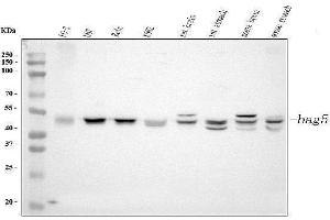 Western blot analysis of Bag5 using anti-Bag5 antibody (ABIN5518812).