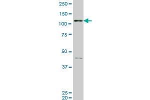 EPH Receptor B3 antibody  (AA 899-997)