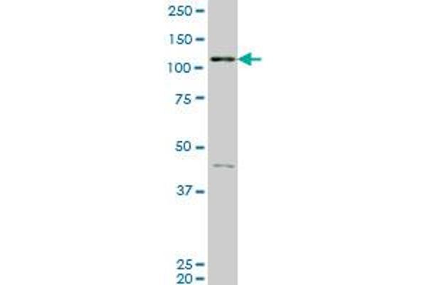 EPH Receptor B3 antibody  (AA 899-997)