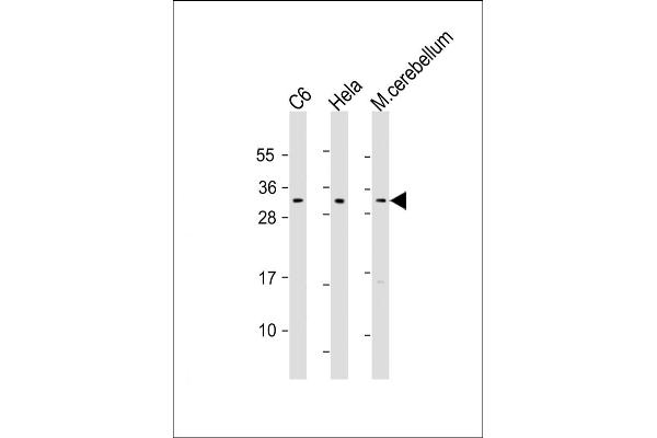 PAK1IP1 antibody  (AA 248-277)