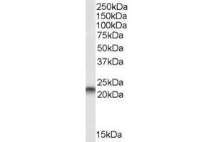 PEBP1 antibody  (C-Term)