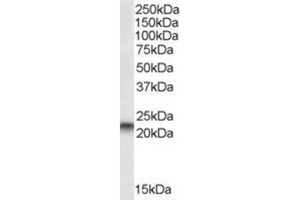 PEBP1 antibody  (C-Term)