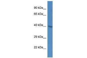 Western Blot showing Sh3gl3 antibody used at a concentration of 1. (SH3GL3 antibody  (Middle Region))