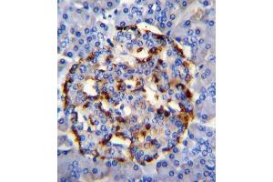 PLA2G2D Antibody (C-term) (ABIN655102 and ABIN2844734) immunohistochemistry analysis in formalin fixed and paraffin embedded human pancrease tissue followed by peroxidase conjugation of the secondary antibody and DAB staining. (PLA2G2D antibody  (C-Term))