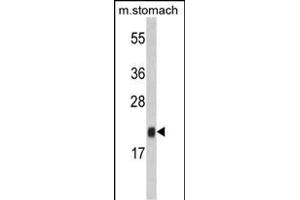 Western blot analysis of FKBP11 Antibody (N-term) (ABIN390761 and ABIN2841018) in mouse stomach tissue lysates (35 μg/lane).
