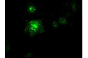 Anti-FLT3LG mouse monoclonal antibody (ABIN2452254) immunofluorescent staining of COS7 cells transiently transfected by pCMV6-ENTRY FLT3LG (RC222242). (FLT3LG antibody  (AA 27-181))