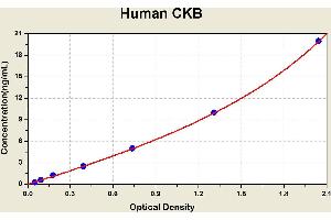 Diagramm of the ELISA kit to detect Human CKBwith the optical density on the x-axis and the concentration on the y-axis.