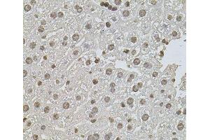 Immunohistochemistry of paraffin-embedded Mouse liver using ZNF408 Polyclonal Antibody at dilution of 1:100 (40x lens). (ZNF408 antibody)