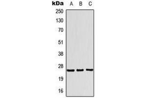 Western blot analysis of Translin expression in MCF7 (A), HeLa (B), HepG2 (C) whole cell lysates. (Translin antibody  (Center))