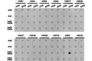 Western Blotting (WB) image for anti-Histone H4 (2meArg3) antibody (ABIN1872990) (Histone H4 antibody  (2meArg3))