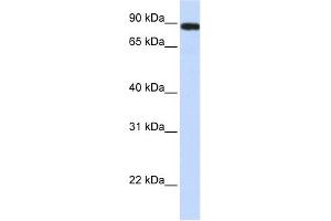 FAM47A antibody used at 1 ug/ml to detect target protein. (FAM47A antibody  (Middle Region))