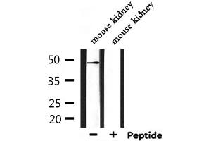 AGFG2 antibody  (Internal Region)
