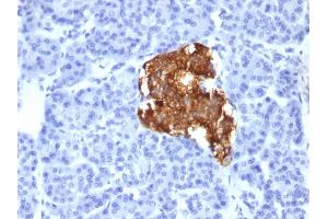 Formalin-fixed, paraffin-embedded human pancreas stained with Insulin Monoclonal Antibody (IRDN/805). (Insulin antibody)
