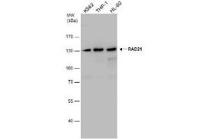 Western Blotting (WB) image for anti-RAD21 Homolog (RAD21) (Center) antibody (ABIN2856242)
