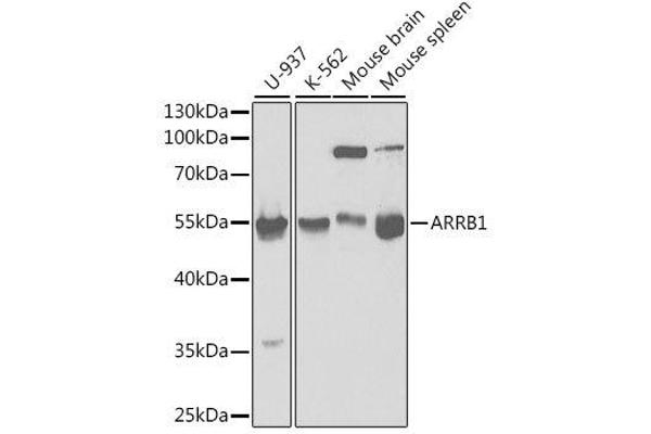 beta Arrestin 1 antibody  (AA 169-418)