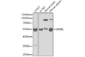 Western blot analysis of extracts of various cell lines, using ARRB1 antibody. (beta Arrestin 1 antibody  (AA 169-418))