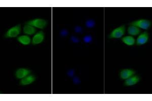 Immunofluorescence (IF) image for anti-Interferon alpha/beta Receptor 2 (IFNAR2) (AA 27-243) antibody (ABIN7435736)