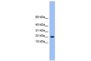NXT1 antibody used at 0. (NXT1 antibody  (N-Term))