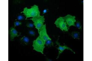 Anti-DNAJA2 mouse monoclonal antibody (ABIN2452948) immunofluorescent staining of COS7 cells transiently transfected by pCMV6-ENTRY DNAJA2 (RC202204). (DNAJA2 antibody)