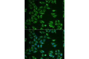 Immunofluorescence (IF) image for anti-ST3 beta-Galactoside alpha-2,3-Sialyltransferase 4 (ST3GAL4) antibody (ABIN1980325)