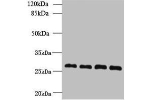Western blot All lanes: YIPF4 antibody at 2. (YIPF4 antibody  (AA 1-113))