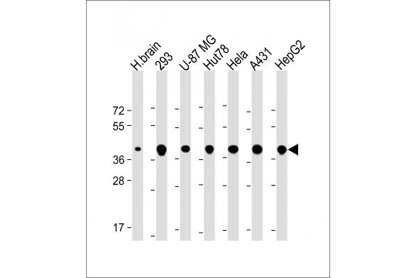 TOMM40 antibody  (AA 22-56)