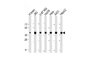 TOMM40 抗体  (AA 22-56)