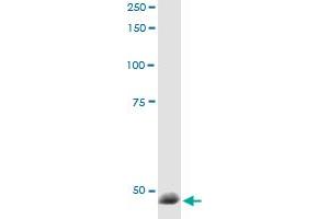 Immunoprecipitation of RBM9 transfected lysate using anti-RBM9 MaxPab rabbit polyclonal antibody and Protein A Magnetic Bead , and immunoblotted with RBM9 purified MaxPab mouse polyclonal antibody (B01P) . (RBM9 antibody  (AA 1-380))