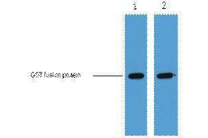 Western Blotting (WB) image for anti-Glutathione S Transferase (GST) antibody (ABIN3178560) (GST antibody)