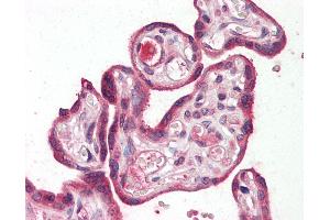Anti-RILPL2 antibody IHC staining of human placenta.