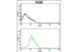 CDK4 Antibody (C-term) (ABIN391751 and ABIN2841625) flow cytometric analysis of HL60 cells (bottom histogram) compared to a negative control cell (top histogram). (CDK4 antibody  (C-Term))